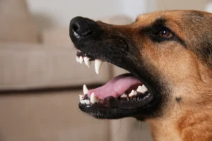 Dog Bite Injuries in Greenville: What Injured People Need to Know About Their Legal Rights